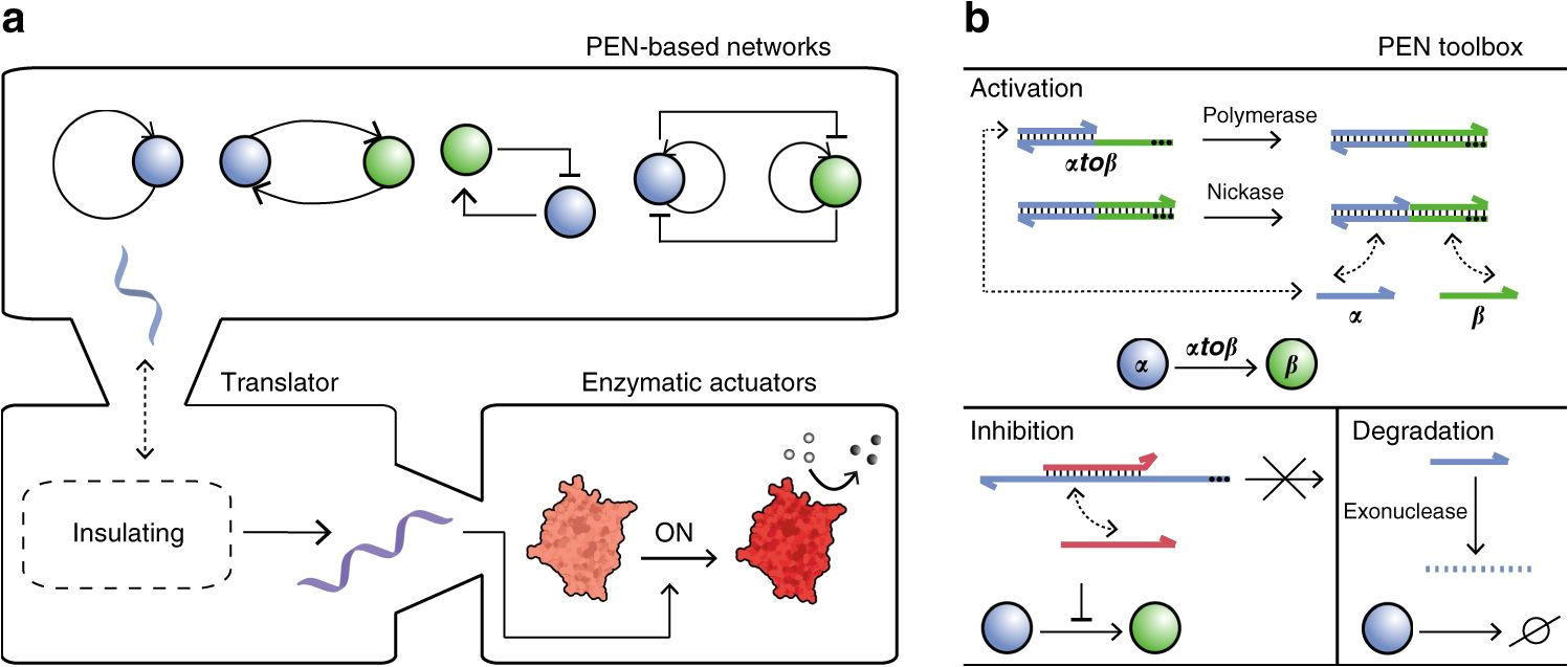 Andco Actuators Wiring Diagram Hierarchical Control Of Enzymatic Actuators Using Dna Based Andco Actuators Wiring Diagram Hierarchical Control Of Enzymatic Actuators Using Dna Based