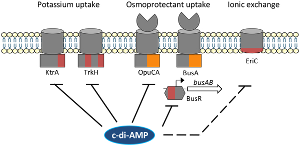 Biondo Electric Shifter Wiring Diagram Cyclic Di Amp Regulation Of Osmotic Homeostasis is Essential In Biondo Electric Shifter Wiring Diagram Cyclic Di Amp Regulation Of Osmotic Homeostasis is Essential In