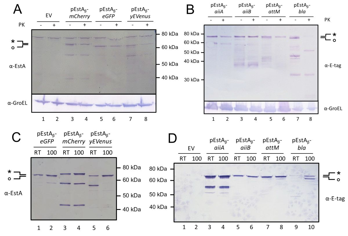 Biondo Electric Shifter Wiring Diagram Probing the Applicability Of Autotransporter Based Surface Display Biondo Electric Shifter Wiring Diagram Probing the Applicability Of Autotransporter Based Surface Display