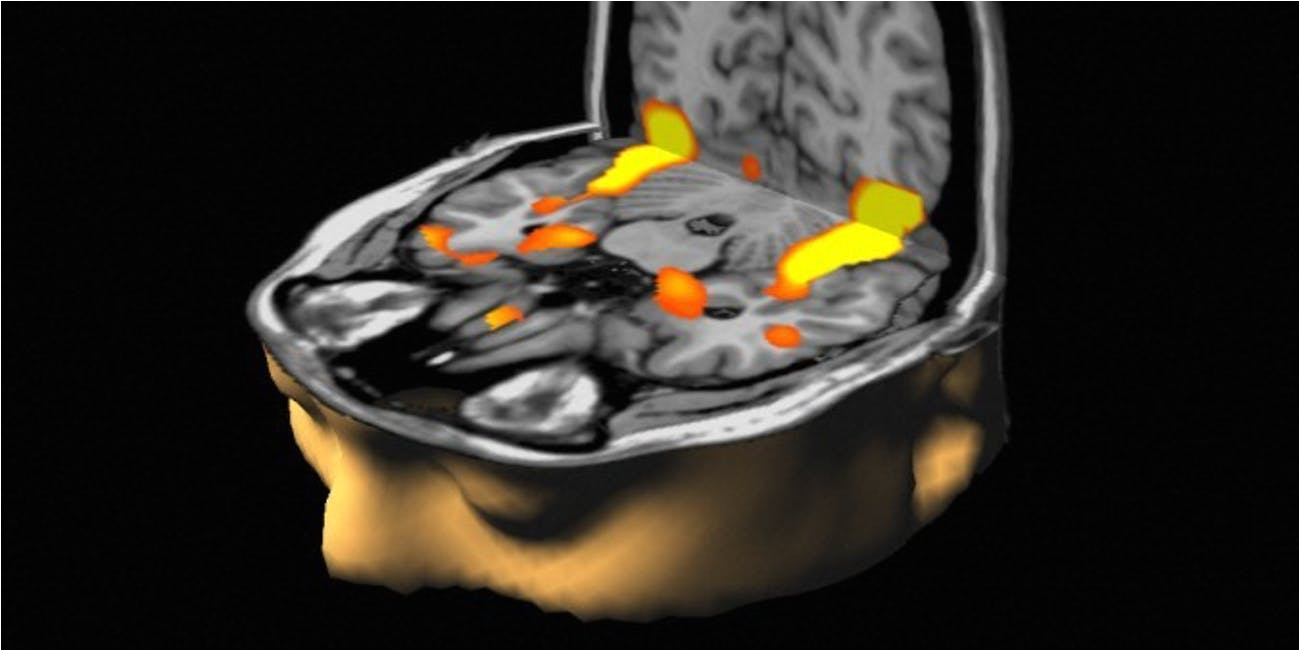 Brain Wiring Diagram How Quitting Your Job Affects the Wiring Of Your Brain Inverse