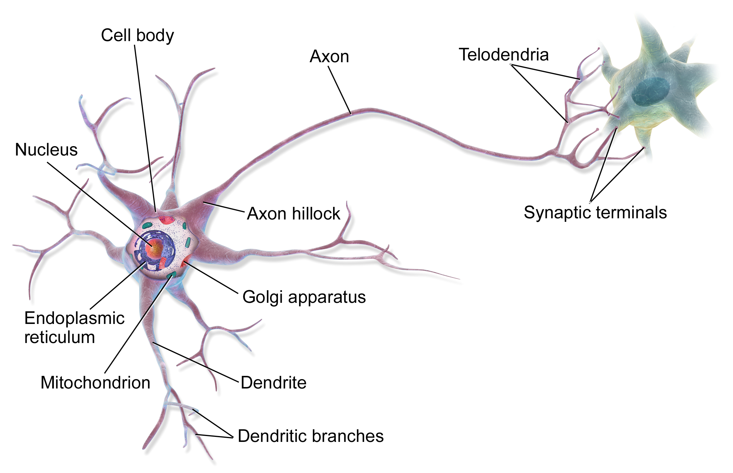 Brain Wiring Diagram Neuron Wikipedia