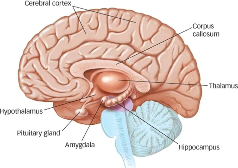 Brain Wiring Diagram Will An oreo Cookie Will Make You Feel Better Inspirational Blogs