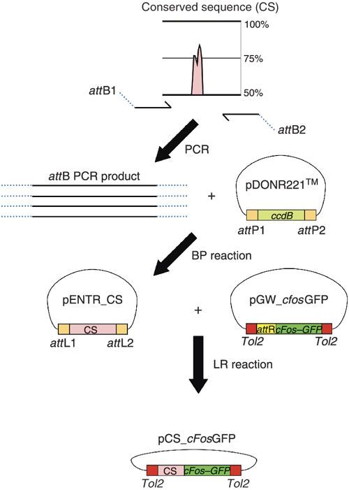 Directed Db3 Wiring Diagram Evaluating the Biological Relevance Of Putative Enhancers Using tol2 Directed Db3 Wiring Diagram Evaluating the Biological Relevance Of Putative Enhancers Using tol2