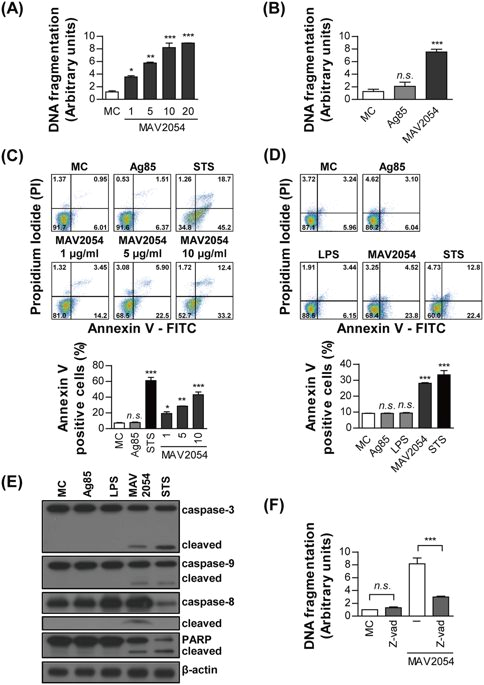 Dp 241 8 24 Wiring Diagram Mycobacterium Avium Mav2054 Protein Induces Macrophage Apoptosis by