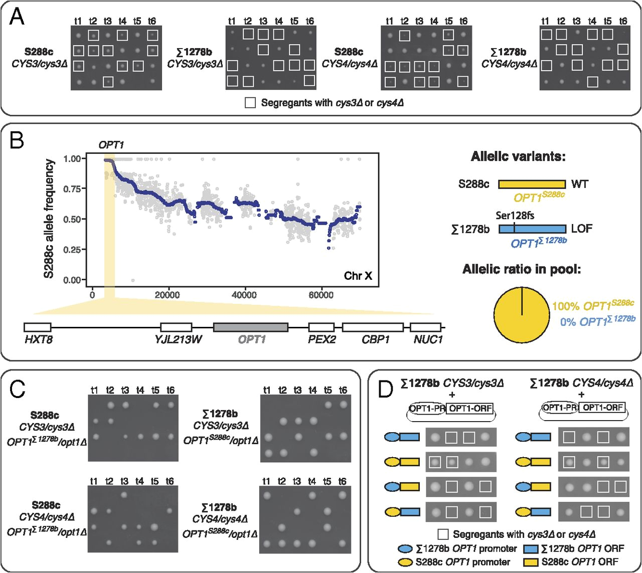 Edwards 592 Wiring Diagram Complex Modifier Landscape Underlying Genetic Background Effects Pnas