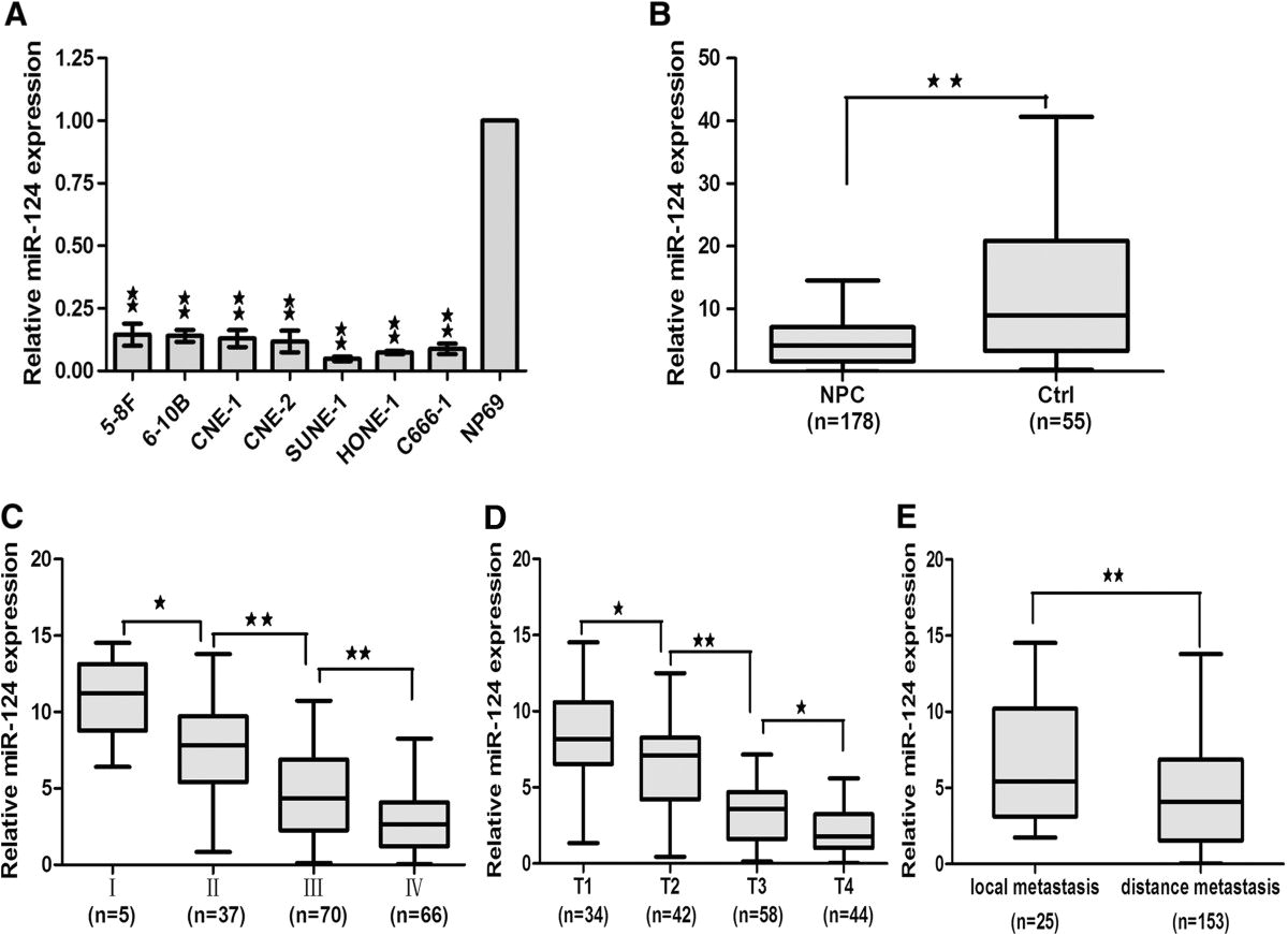 Fpz Blower Wiring Diagram Mir 124 Suppresses Tumor Growth and Metastasis by Targeting Foxq1 In