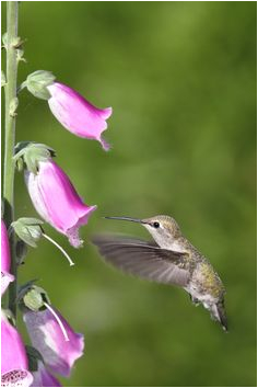 Hummingbird Wiring Diagram 8 Best Red Hummingbird Images In 2018 Beautiful Birds Colourful Hummingbird Wiring Diagram 8 Best Red Hummingbird Images In 2018 Beautiful Birds Colourful