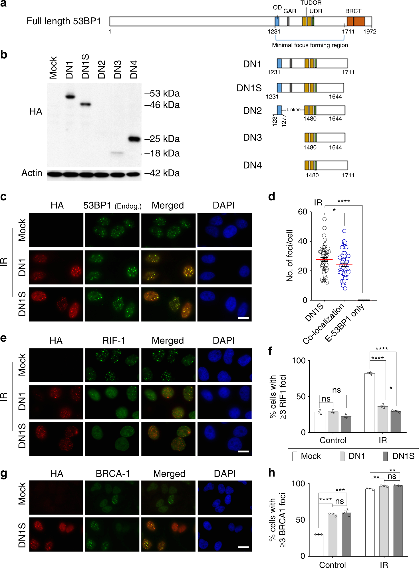 Kim Hotstart Wiring Diagrams Crispr Cas9 Fusion to Dominant Negative 53bp1 Enhances Hdr and Kim Hotstart Wiring Diagrams Crispr Cas9 Fusion to Dominant Negative 53bp1 Enhances Hdr and