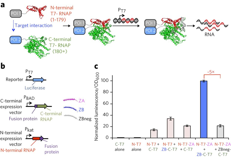Kim Hotstart Wiring Diagrams Evolution Of A Split Rna Polymerase as A Versatile Biosensor Kim Hotstart Wiring Diagrams Evolution Of A Split Rna Polymerase as A Versatile Biosensor