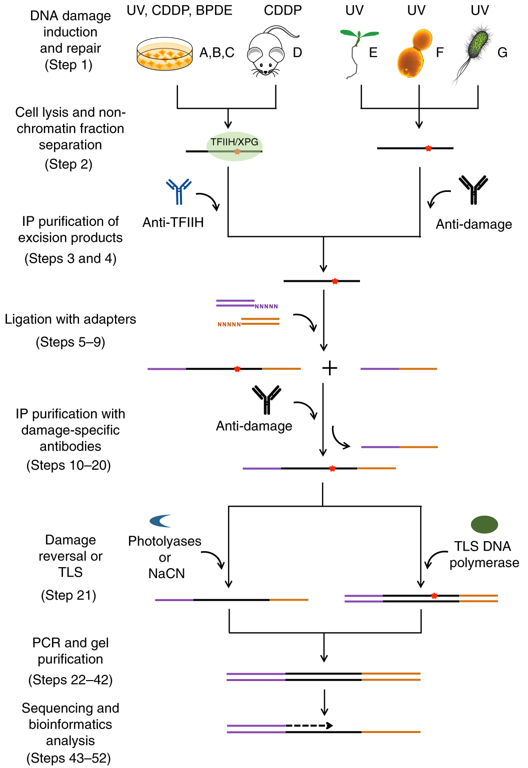 Kim Hotstart Wiring Diagrams Genome Wide Mapping Of Nucleotide Excision Repair with Xr Seq Kim Hotstart Wiring Diagrams Genome Wide Mapping Of Nucleotide Excision Repair with Xr Seq