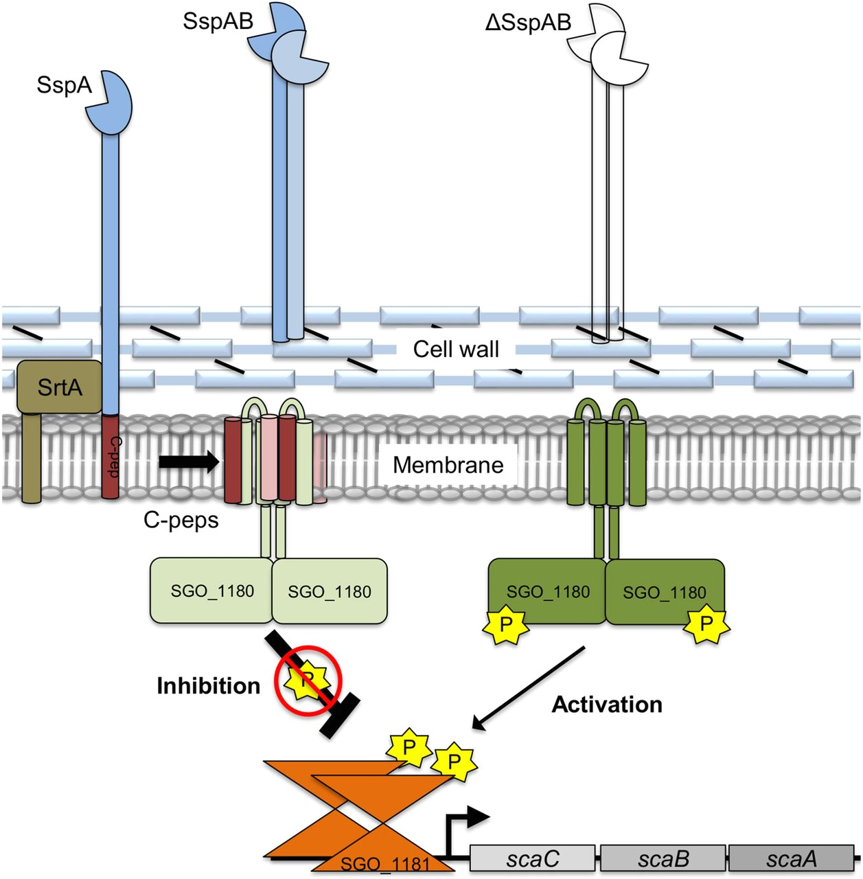 Mkr 18 Wiring Diagram An Intramembrane Sensory Circuit Monitors sortase A Mediated Mkr 18 Wiring Diagram An Intramembrane Sensory Circuit Monitors sortase A Mediated