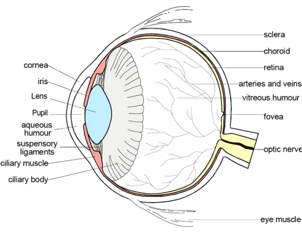 Photo Eye Wiring Diagram Eye Diagram Label Tunic Wiring Diagrams Schema Photo Eye Wiring Diagram Eye Diagram Label Tunic Wiring Diagrams Schema