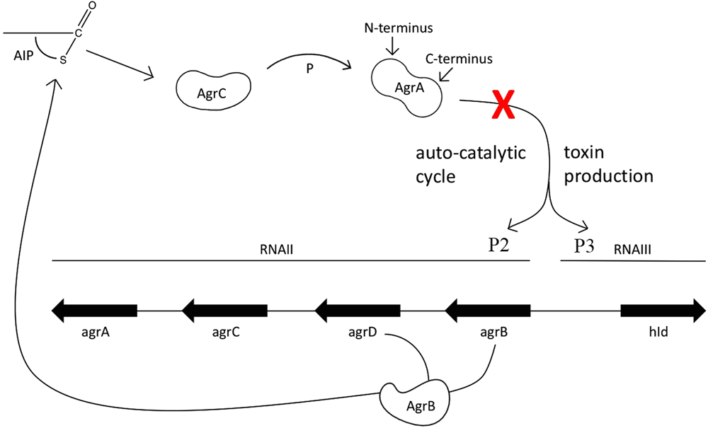 Proform Shift Light Wiring Diagram Small Molecule Agra Inhibitors F12 and F19 Act as Antivirulence