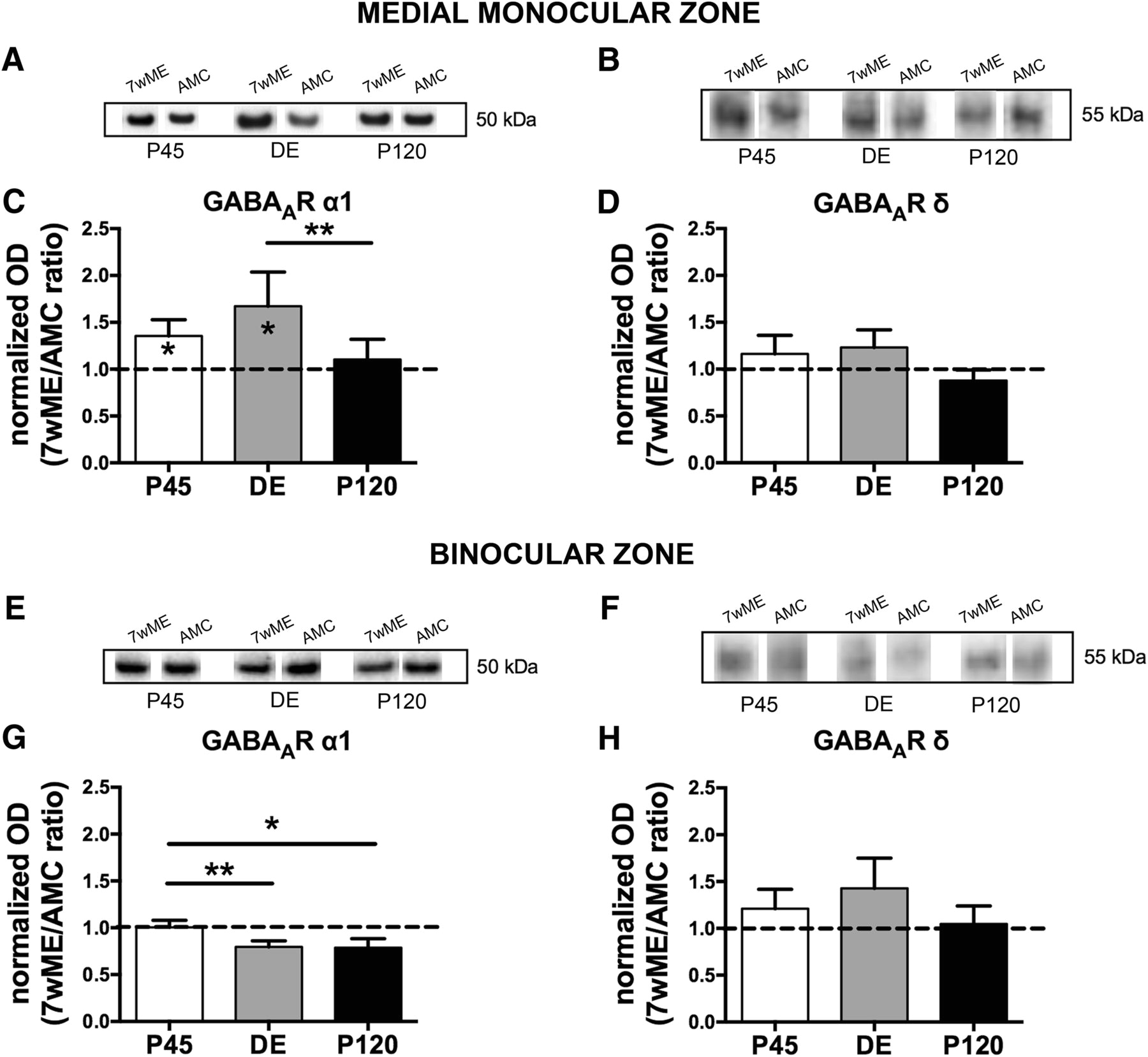 Ready Remote 21994 Wiring Diagram Regional Specificity Of Gabaergic Regulation Of Cross Modal