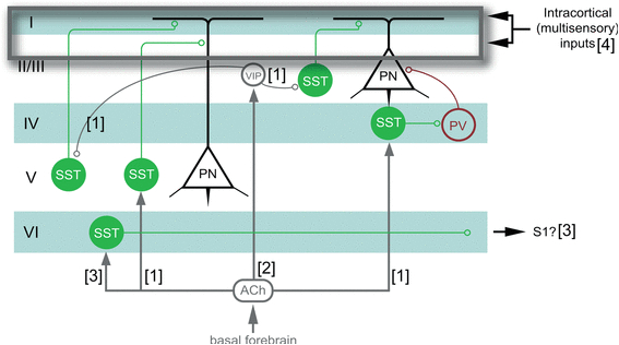 Ready Remote 21994 Wiring Diagram Transient and Localized Optogenetic Activation Of somatostatin