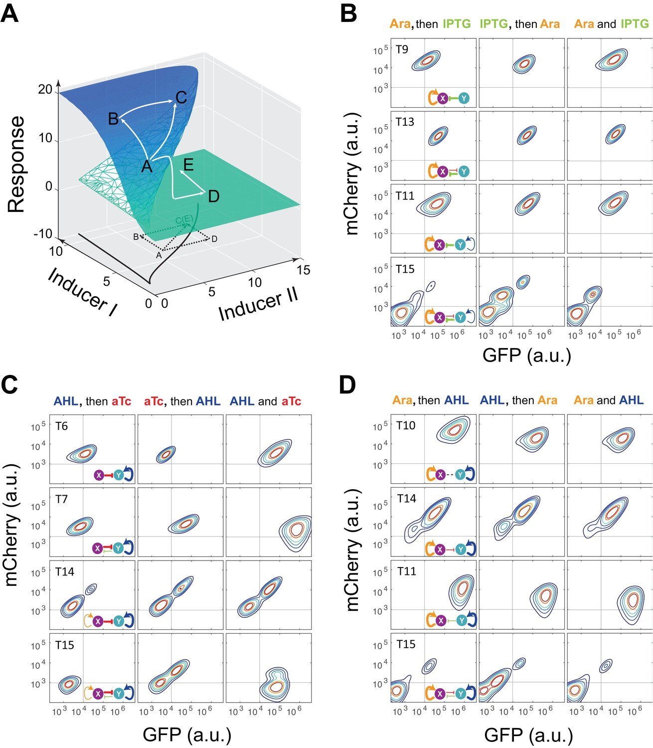 Tecniq T10 Wiring Diagram Engineering Of A Synthetic Quadrastable Gene Network to Approach