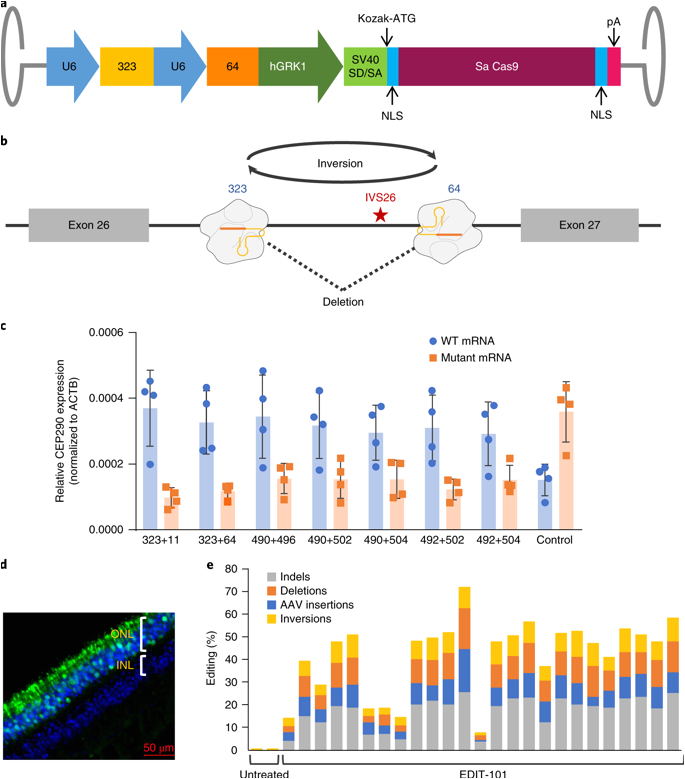 Triple S Customs Wiring Diagrams Free Development Of A Gene Editing Approach to Restore Vision Loss In Triple S Customs Wiring Diagrams Free Development Of A Gene Editing Approach to Restore Vision Loss In
