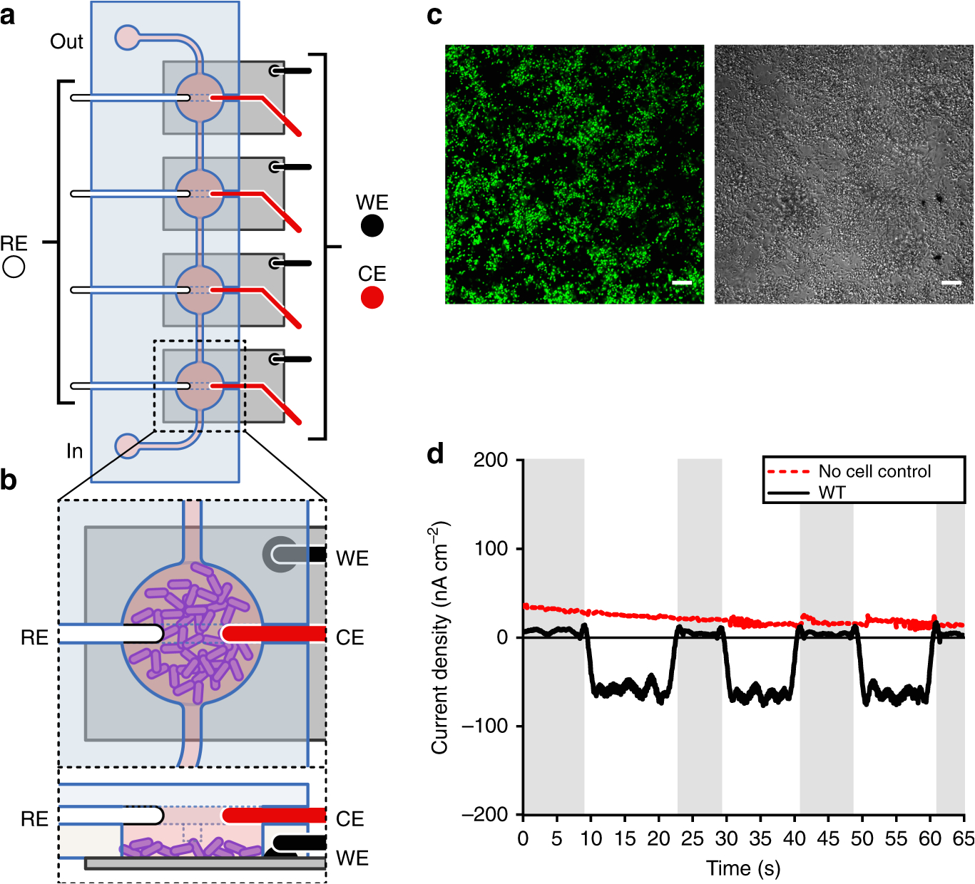 Blodgett Mark V 111 Wiring Diagram Phototrophic Extracellular Electron Uptake is Linked to Carbon Blodgett Mark V 111 Wiring Diagram Phototrophic Extracellular Electron Uptake is Linked to Carbon