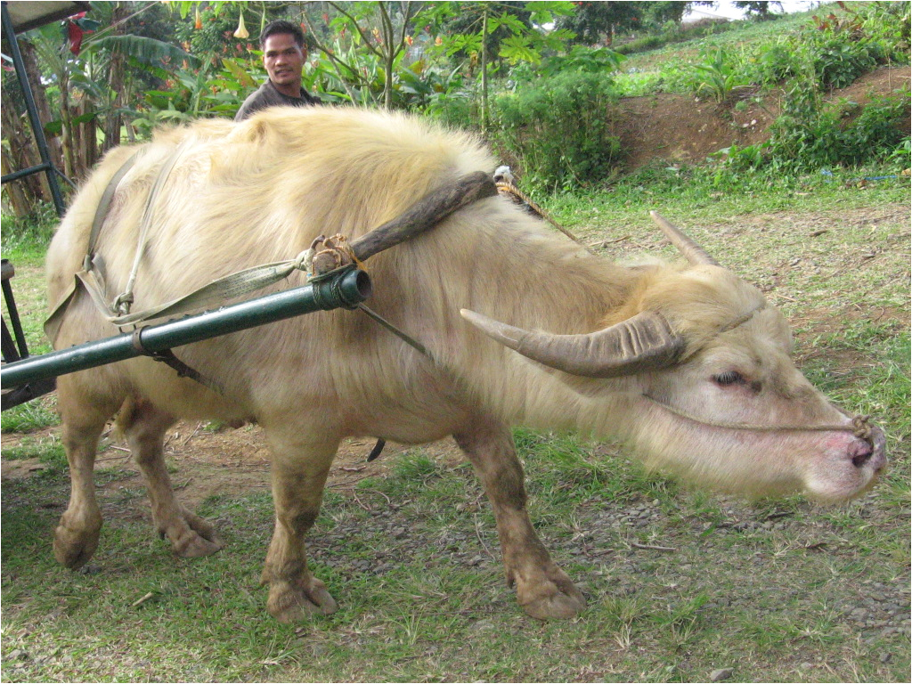 Pass &amp; Seymour 692 Wiring Diagram A A E E E I Eµ I A A