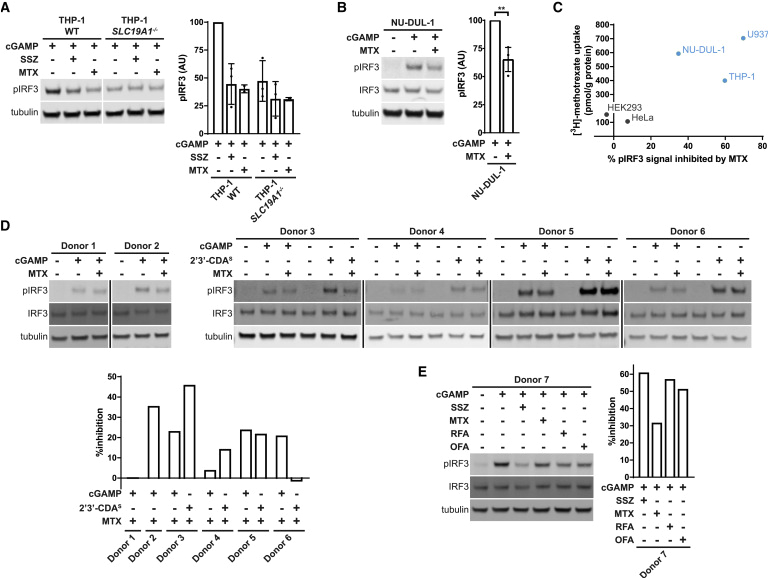 Ut Electronic Controls 1018 Wiring Diagram Slc19a1 is An Importer Of the Immunotransmitter Cgamp Sciencedirect Ut Electronic Controls 1018 Wiring Diagram Slc19a1 is An Importer Of the Immunotransmitter Cgamp Sciencedirect