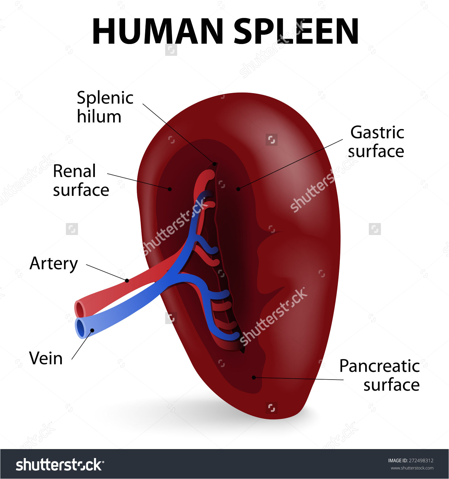 Wiring Diagram Examples Pancreas Labeled Diagram Awesome Spleen Diagram Od Example Wiring Diagram Examples Pancreas Labeled Diagram Awesome Spleen Diagram Od Example