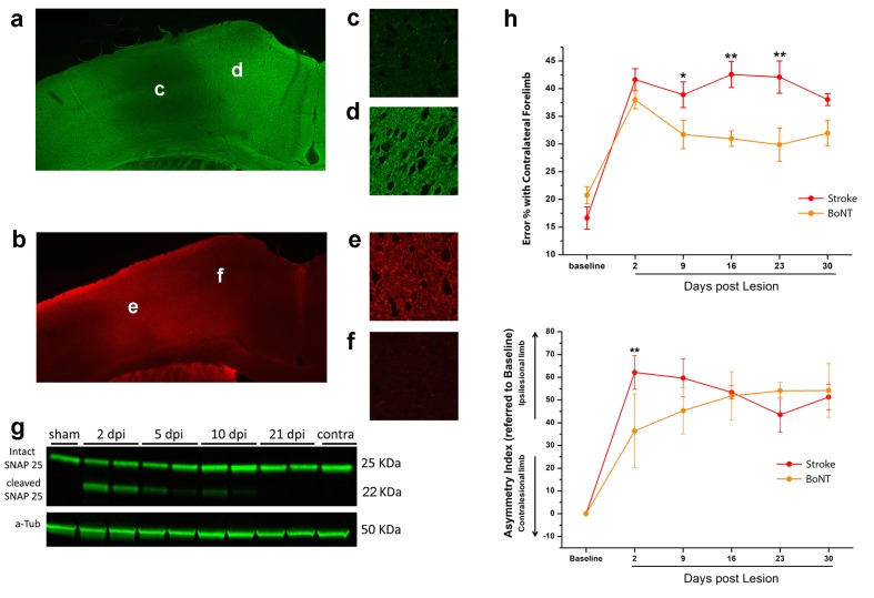 Back Seat Heat Plus Wiring Diagram Combining Robotic Training and Inactivation Of the Healthy Back Seat Heat Plus Wiring Diagram Combining Robotic Training and Inactivation Of the Healthy