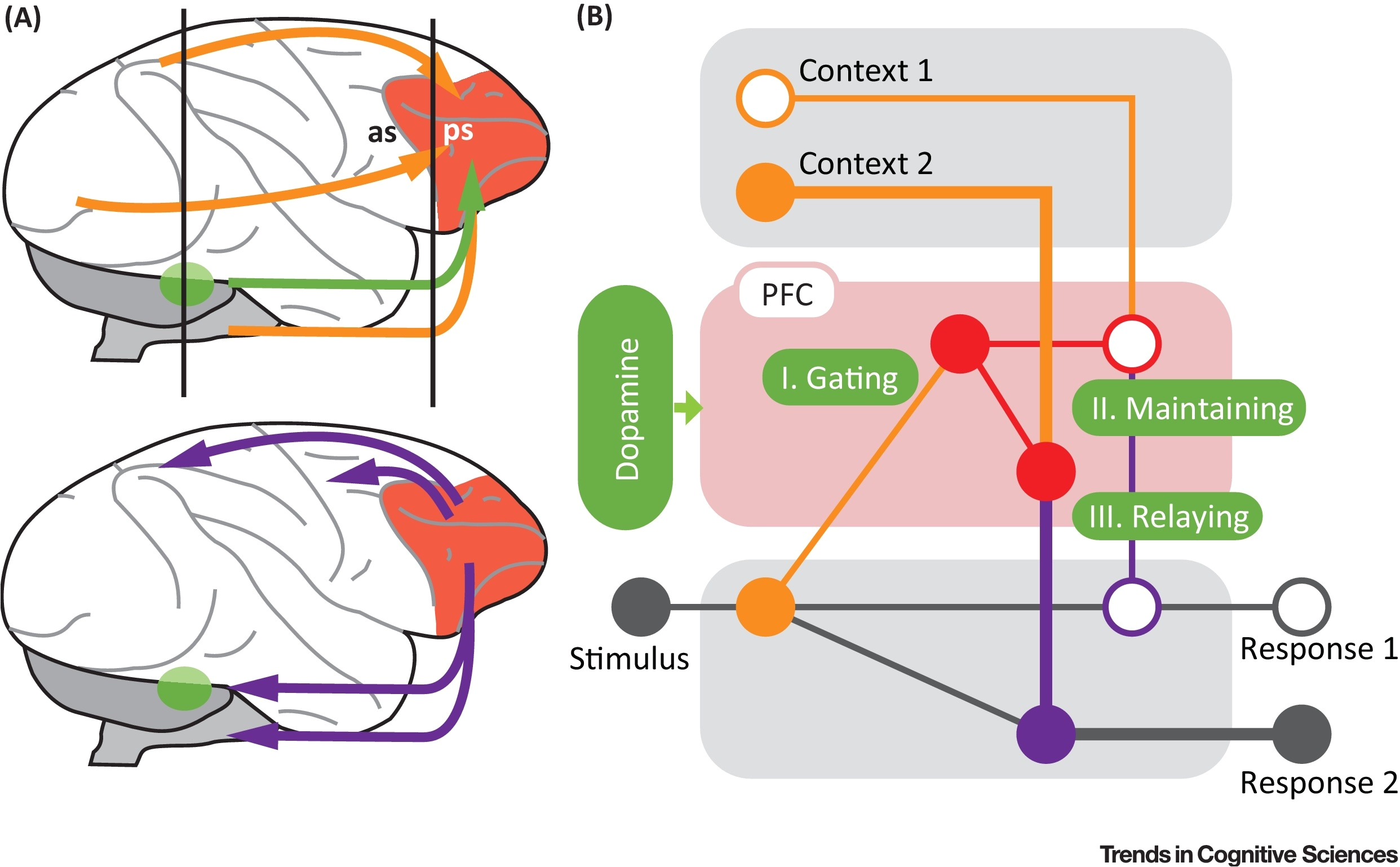 Brain Power Motor Controller Wiring Diagram Dopamine and Cognitive Control In Prefrontal Cortex Trends Brain Power Motor Controller Wiring Diagram Dopamine and Cognitive Control In Prefrontal Cortex Trends