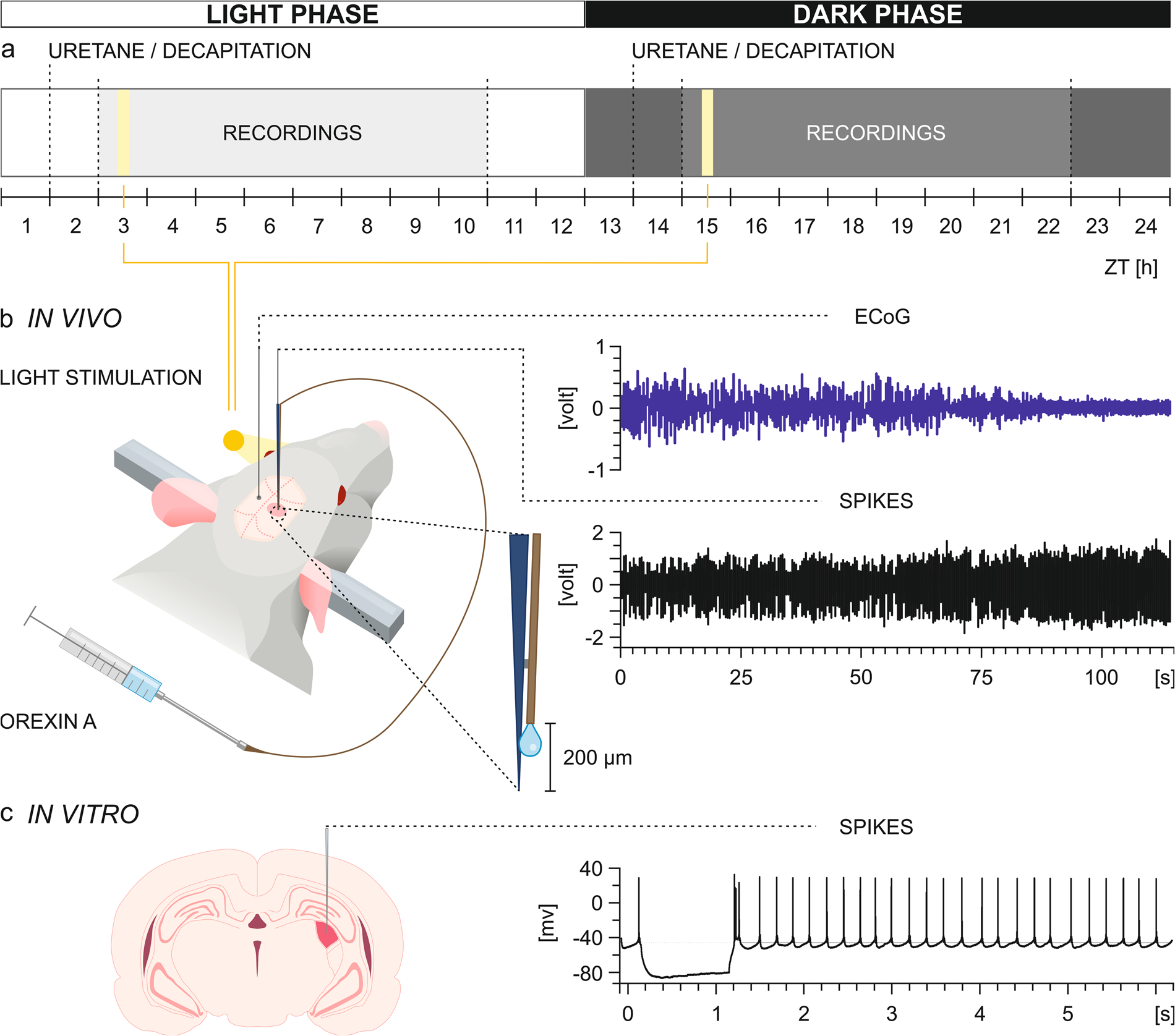 Emerson 90 380 Relay Wiring Diagram orexin A as A Modulator Of Dorsal Lateral Geniculate