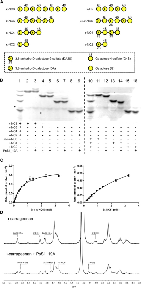 Iota Dls 55 Wiring Diagram the Molecular Basis Of Polysaccharide Sulfatase Activity and Iota Dls 55 Wiring Diagram the Molecular Basis Of Polysaccharide Sulfatase Activity and