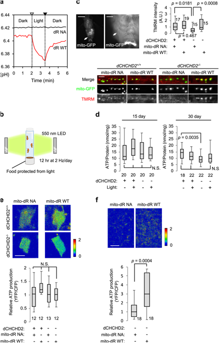 Led Equipped Light Bar Wiring Diagram Light Driven Activation Of Mitochondrial Proton Motive force Led Equipped Light Bar Wiring Diagram Light Driven Activation Of Mitochondrial Proton Motive force