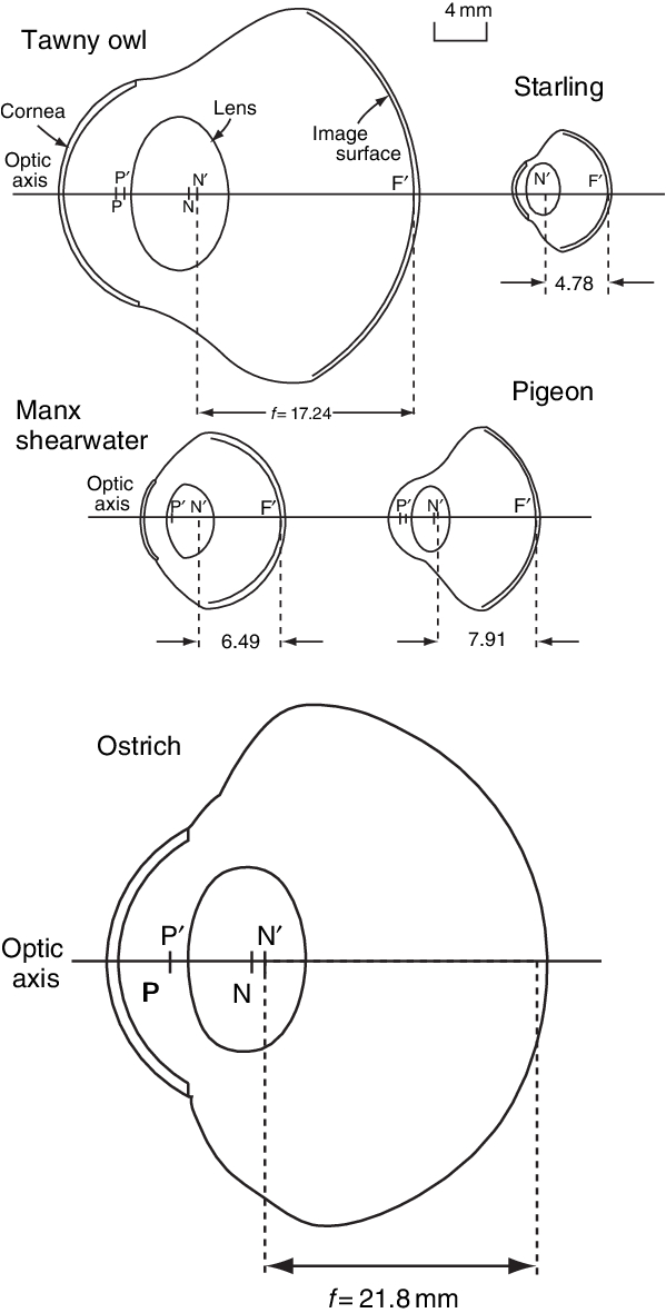 Photo Eye Sensor Wiring Diagram Scaled Diagrams Of the Schematic Eye Models Of Five Bird Photo Eye Sensor Wiring Diagram Scaled Diagrams Of the Schematic Eye Models Of Five Bird