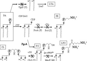 1762 Ir4 Wiring Diagram Phenotypic and Transcriptomic Characterization Of Bacillus Subtilis