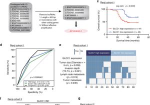 1794 Ie12 Wiring Diagram Lncrna Glcc1 Promotes Colorectal Carcinogenesis and Glucose