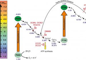 70v Volume Control Wiring Diagram Frontiers Biophotovoltaics Green Power Generation From