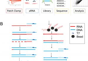791 bypass Module Wiring Diagram Robust Rna Seq Of Arna Amplified Single Cell Material 791 bypass Module Wiring Diagram Robust Rna Seq Of Arna Amplified Single Cell Material