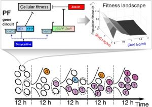791 bypass Module Wiring Diagram Stress Response Balance Drives the Evolution Of A Network 791 bypass Module Wiring Diagram Stress Response Balance Drives the Evolution Of A Network