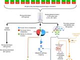 Allen Bradley E1 Plus Wiring Diagram Identification Of Genetic Elements In Metabolism by High
