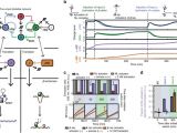Andco Actuators Wiring Diagram Hierarchical Control Of Enzymatic Actuators Using Dna Based Andco Actuators Wiring Diagram Hierarchical Control Of Enzymatic Actuators Using Dna Based