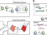 Andco Actuators Wiring Diagram Hierarchical Control Of Enzymatic Actuators Using Dna Based Andco Actuators Wiring Diagram Hierarchical Control Of Enzymatic Actuators Using Dna Based