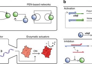 Andco Actuators Wiring Diagram Hierarchical Control Of Enzymatic Actuators Using Dna Based Andco Actuators Wiring Diagram Hierarchical Control Of Enzymatic Actuators Using Dna Based