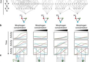 Atkinson Dynamics Ad 27 Wiring Diagram A Unified Design Space Of Synthetic Stripe forming Networks Atkinson Dynamics Ad 27 Wiring Diagram A Unified Design Space Of Synthetic Stripe forming Networks