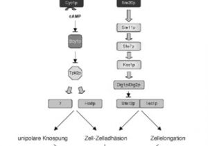 Atkinson Dynamics Ad 27 Wiring Diagram Pdf Signalweiterleitung In Ustilago Maydis Die Kpp4 Fuz7 Atkinson Dynamics Ad 27 Wiring Diagram Pdf Signalweiterleitung In Ustilago Maydis Die Kpp4 Fuz7