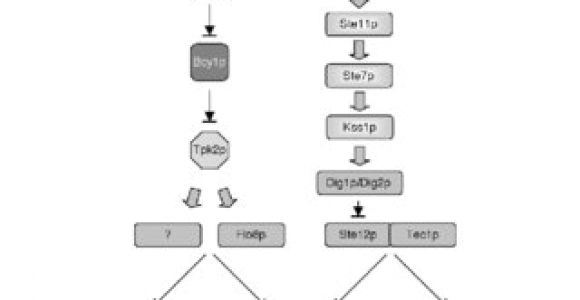 Atkinson Dynamics Ad 27 Wiring Diagram Pdf Signalweiterleitung In Ustilago Maydis Die Kpp4 Fuz7