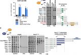 Atkinson Dynamics Ad 27 Wiring Diagram Slx5 Slx8 Dependent Ubiquitin Hotspots On Chromatin
