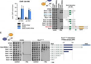 Atkinson Dynamics Ad 27 Wiring Diagram Slx5 Slx8 Dependent Ubiquitin Hotspots On Chromatin Atkinson Dynamics Ad 27 Wiring Diagram Slx5 Slx8 Dependent Ubiquitin Hotspots On Chromatin