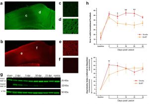 Back Seat Heat Plus Wiring Diagram Combining Robotic Training and Inactivation Of the Healthy