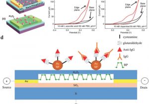 Baumer Ch 8501 Wiring Diagram Promise and Challenge Of Phosphorus In Science Technology