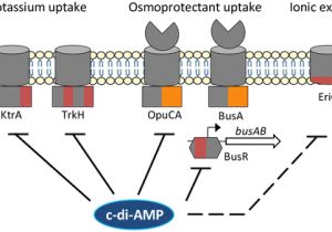 Biondo Electric Shifter Wiring Diagram Cyclic Di Amp Regulation Of Osmotic Homeostasis is Essential In