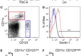 Biondo Electric Shifter Wiring Diagram Frontiers Dectin 1 Positive Dendritic Cells Expand after Infection