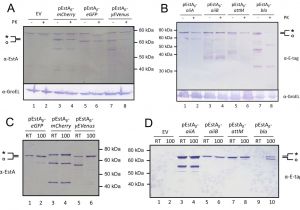 Biondo Electric Shifter Wiring Diagram Probing the Applicability Of Autotransporter Based Surface Display